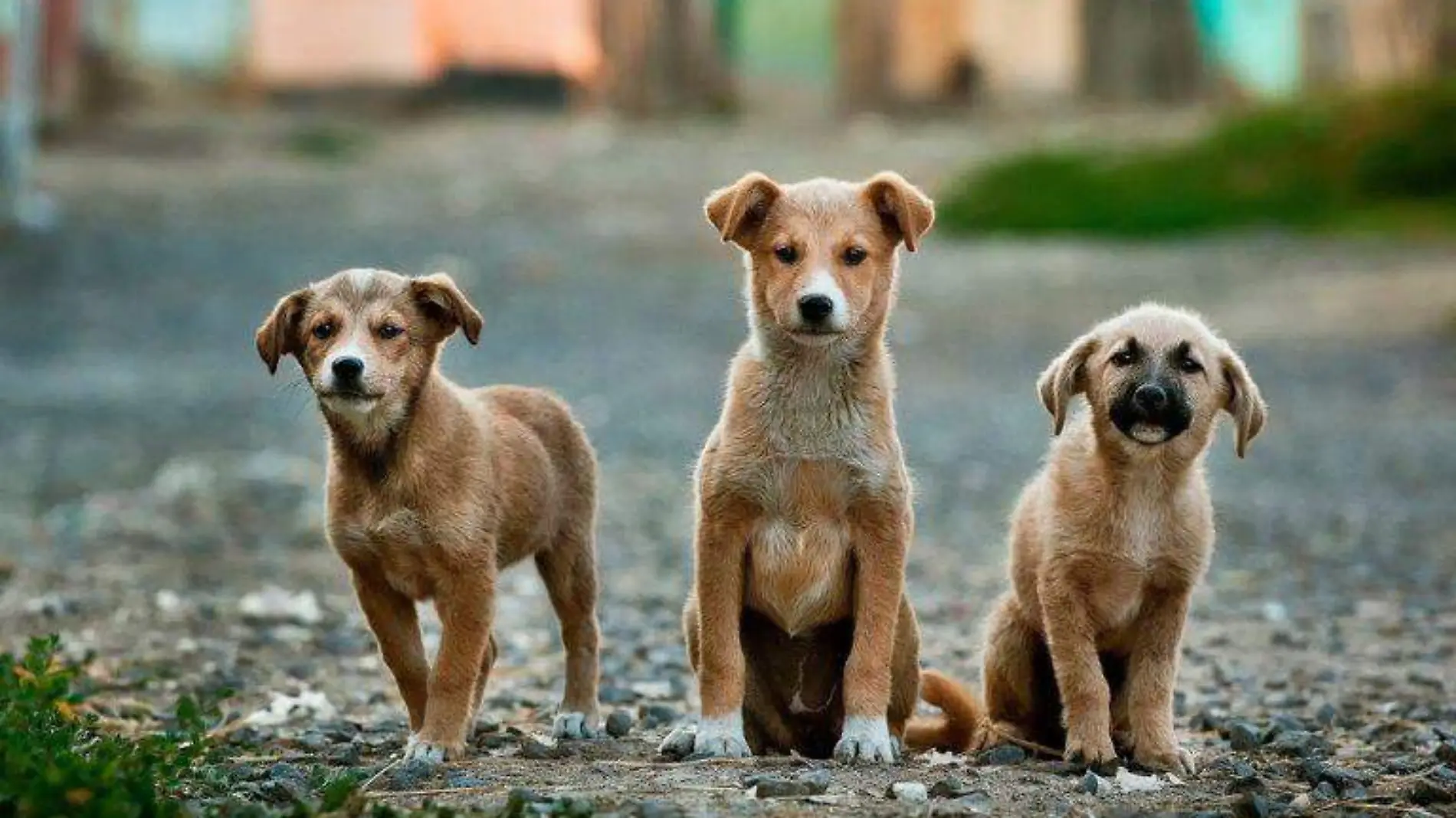 CUE Perritos de la calle 